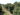 Osmanthus burkwoodii natural 180 x 140 w