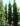 Quercus-palustris-Green-Pillar