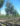 Sorbus auc. Sheerwater Seedling 16-18-20 Kerkhofs 2020 (84)